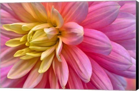 Framed Pink And Yellow Dahlia Flower Print