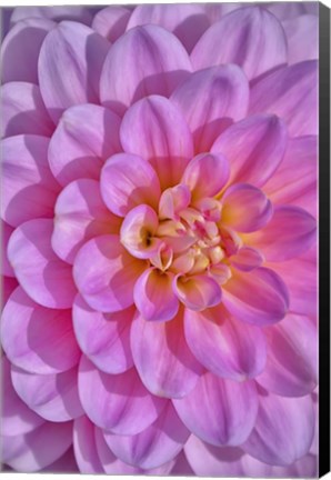 Framed Pink Dahlia Flower Print