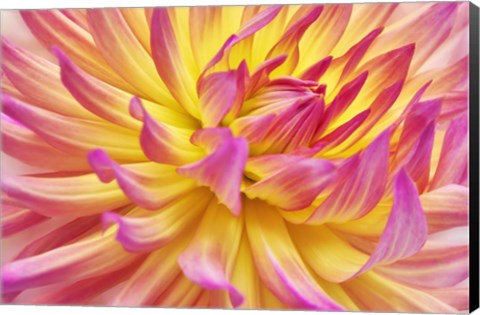 Framed Pink Edged Cactus Dahlia Print