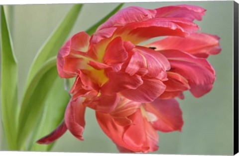 Framed Red Parrot Tulip Print