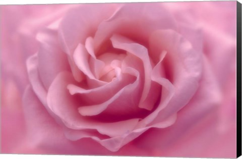 Framed Rose Pink Rose Print