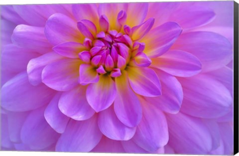 Framed Violet-Pink Dahlia Flower Print
