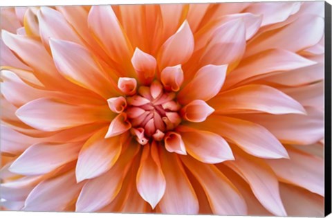 Framed White Orange Dahlia Flower Print