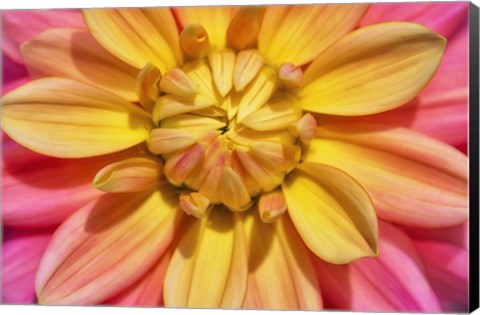 Framed Yellow And Pink Dahlia Flower Print