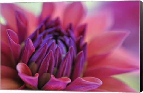 Framed Dahlia Centre Pink Purple Print