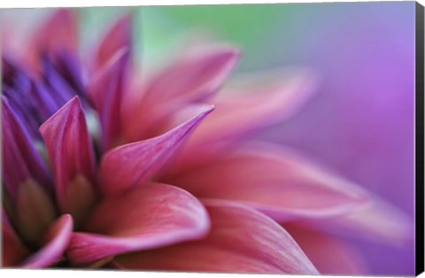 Framed Dahlia Petals Pink Purple Print