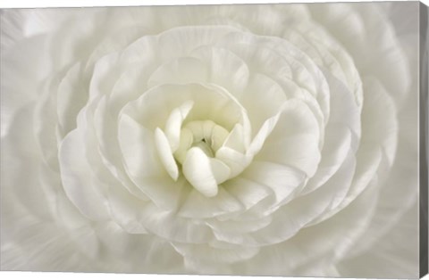 Framed White Persian Buttercup Flower Print