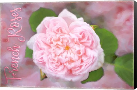 Framed French Roses Print