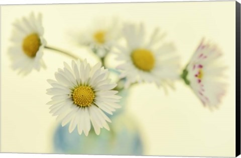 Framed Nostalgic Daisies  Still Life Print