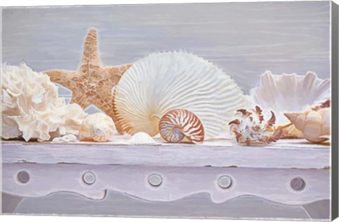 Framed Sea Shell Still Life Print