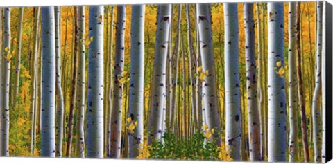 Framed Birch Forest Print