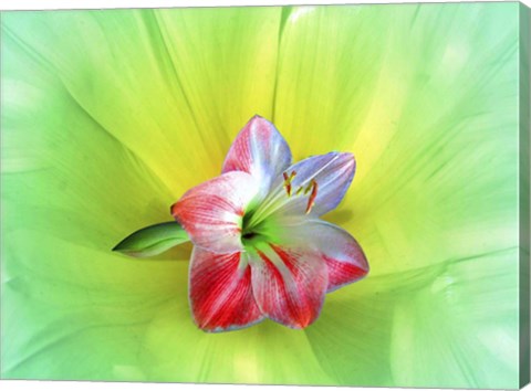 Framed Delicate Print