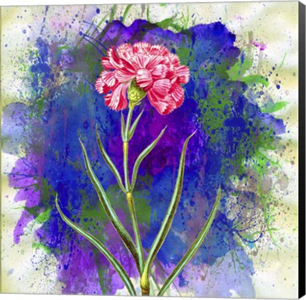 Framed Pink Carnation Print