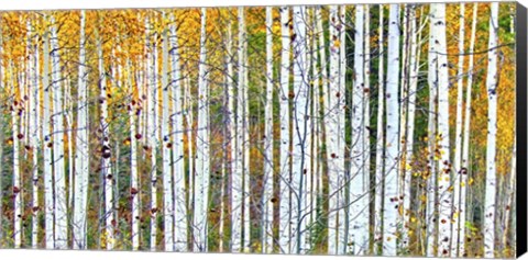 Framed Autumn Nov Print