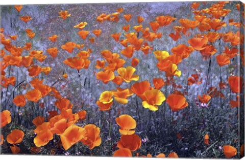 Framed Wild Flowers Field Print