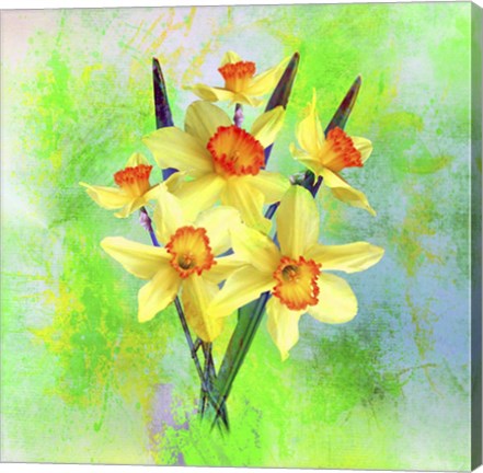 Framed Daffodil Flowers Print