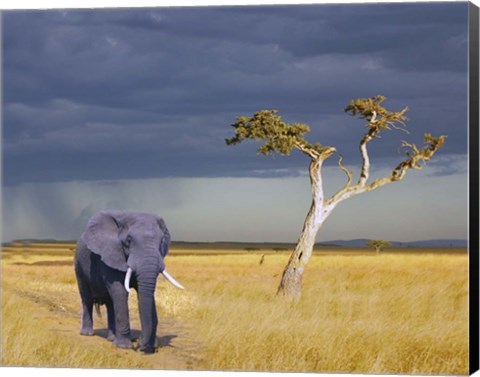 Framed Elephant Walking Print
