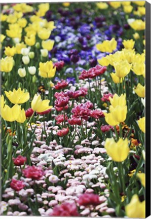 Framed Full Of Colors (2) Print