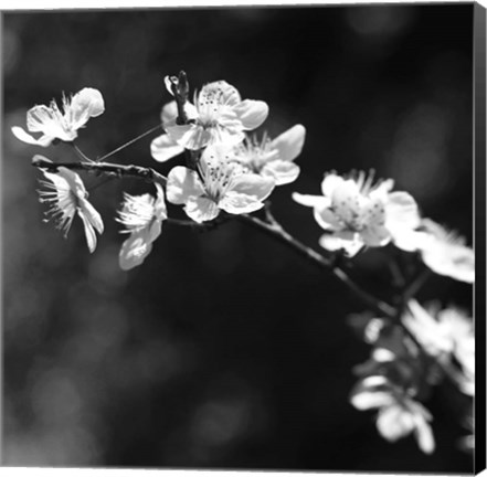 Framed Spring In B And W Print