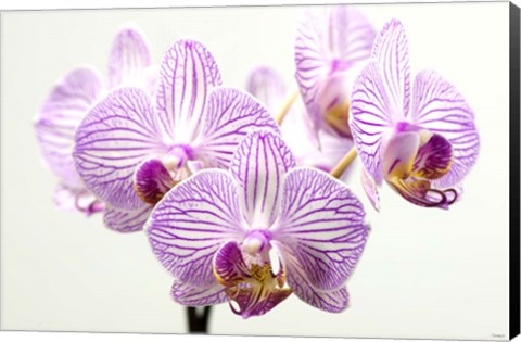 Framed Orchid 1 Print