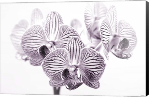 Framed Orchid 1 BW Print