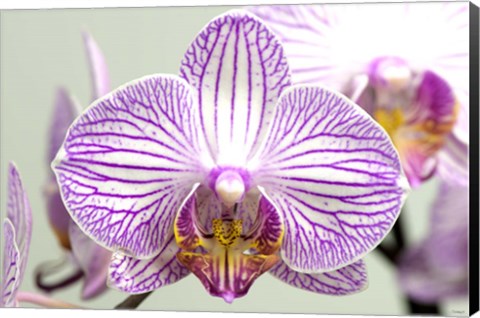 Framed Orchid 2 Print