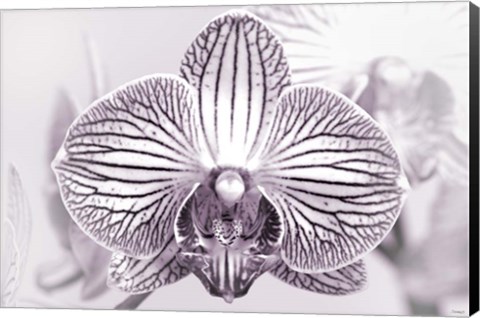 Framed Orchid 2 BW Print