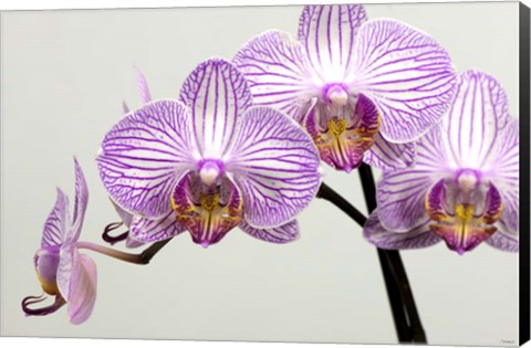 Framed Orchid 3 Print