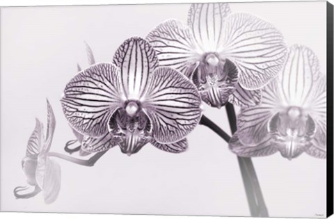 Framed Orchid 3 BW Print