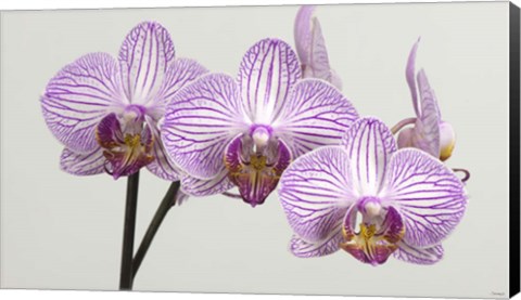 Framed Orchid 4 Print