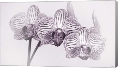 Framed Orchid 4 BW Print