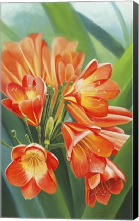 Framed Clivia Print