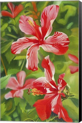 Framed Red Hibiscus 3 Print