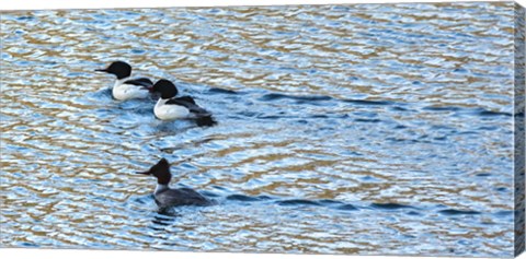 Framed Alaskan Ducks Print