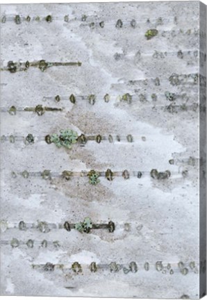 Framed Birch Bark Print