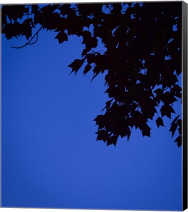 Framed Blue Maple Silhouette Print
