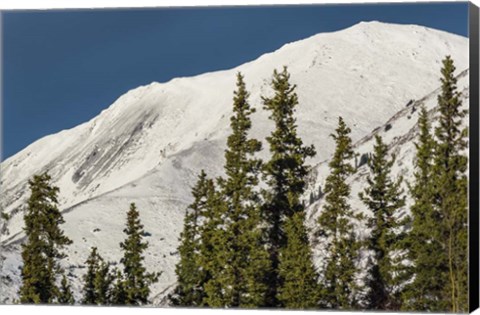 Framed Bluebird Day Print