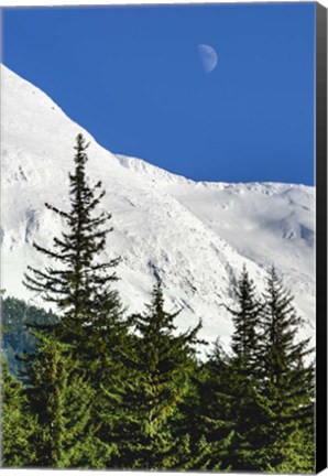 Framed Bluebird Moon Print