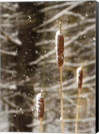 Framed Catch My Drift Print