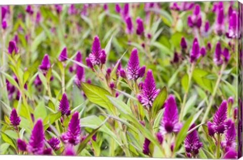 Framed Celosia Print