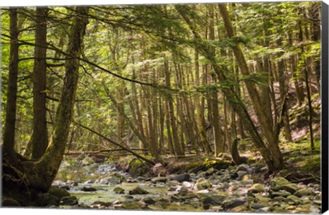 Framed Charles Brown Brook Print