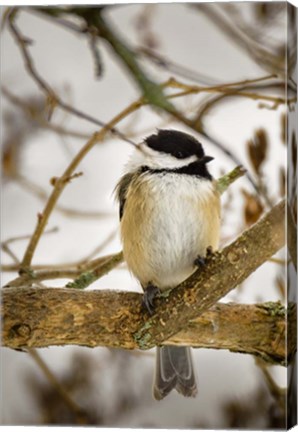 Framed Chickadee Print