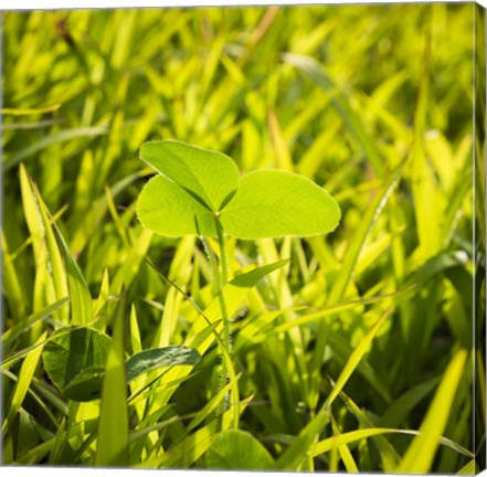 Framed Clover In Sun Print