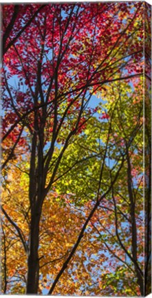 Framed Color Blend Print