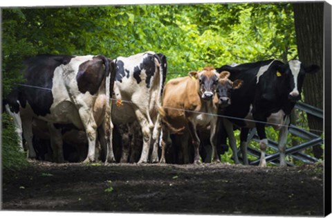 Framed Dairy Cows Print