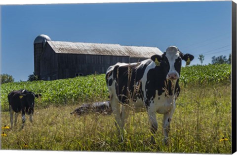 Framed Dairy Farm Print