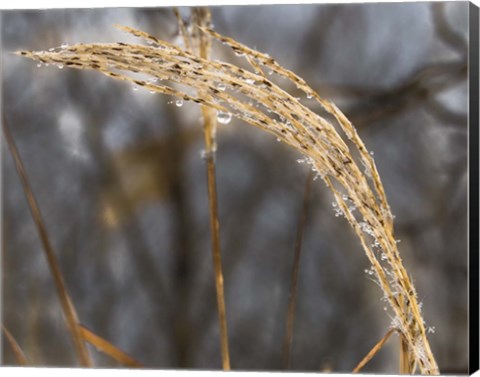 Framed Delicate Dew Print