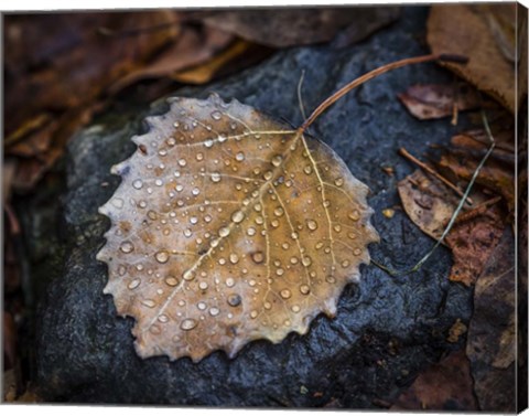 Framed Dew Drops Print