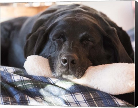 Framed Doggone Tired Print