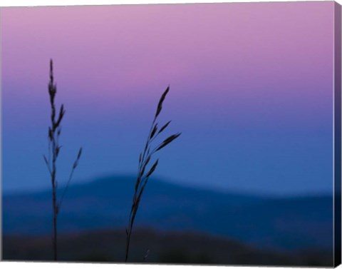 Framed Dusk In A Field Print